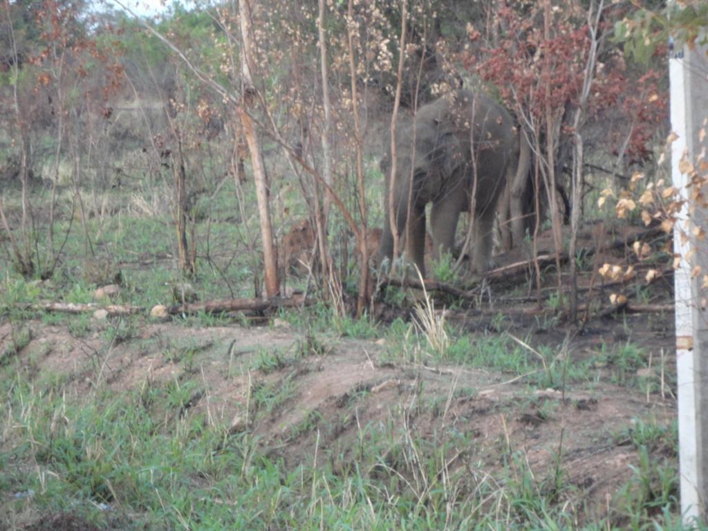 Sigiri Forest View Sigiriya Luaran gambar
