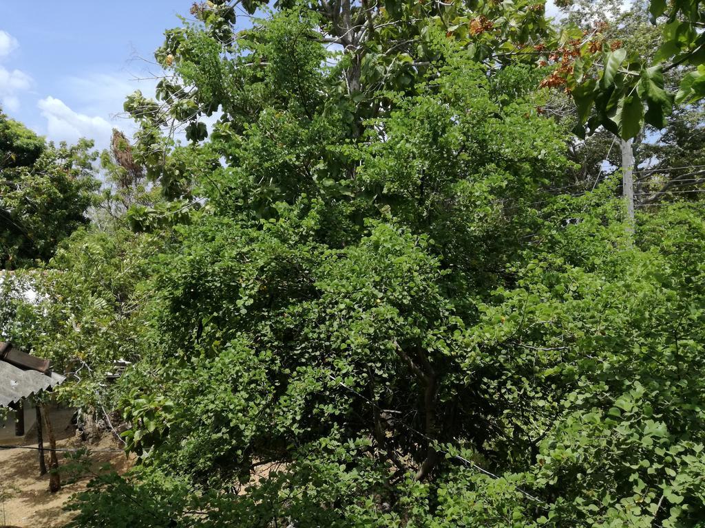 Sigiri Forest View Sigiriya Luaran gambar